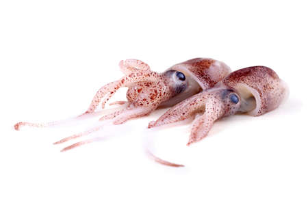 Little cuttlefishesの写真素材