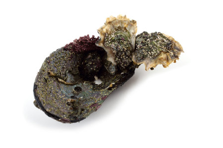 Oysters isolated on whiteの写真素材