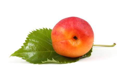 Apricot on leavesの写真素材