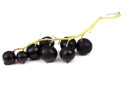 Cluster of black currantの写真素材
