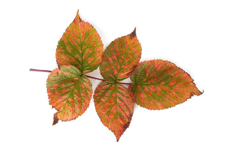 Autumn raspberry leaf
