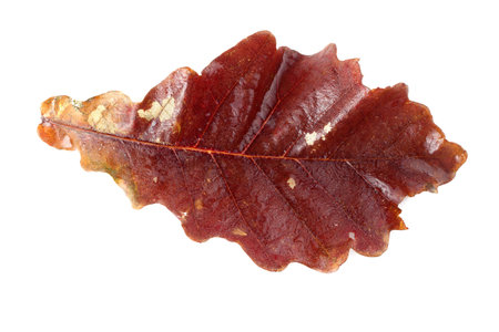 Autumn oak leaf