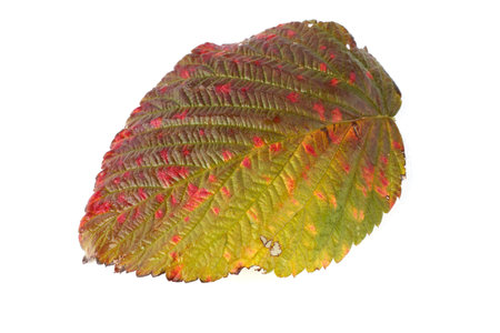 Autumn raspberry leaf