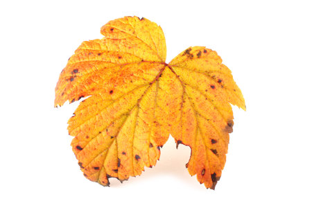 Autumn multicolor  leaf