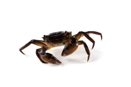 Little crab with big clawsの写真素材