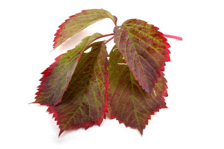 Boston ivy leafの写真素材