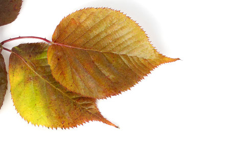 Autumn blackberry leaf