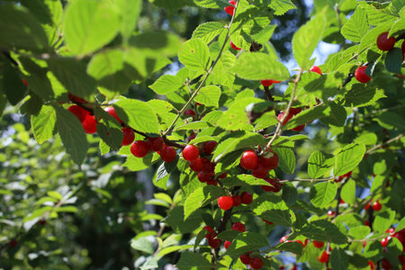 Growing Nanking cherry