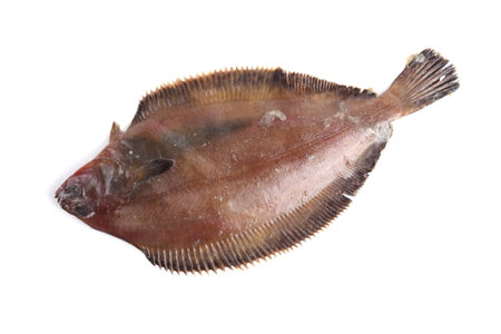 Pacific fat flounder. Delicacy