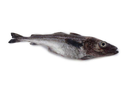 Alaska pollock isolated on whiteの写真素材