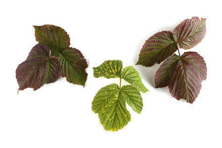 Autumn raspberry leaves