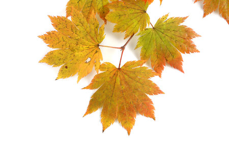 Autumn maple leaves