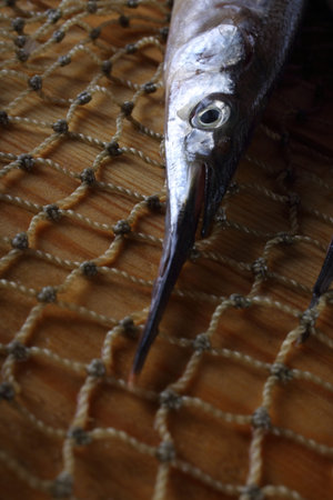 Garfish on net