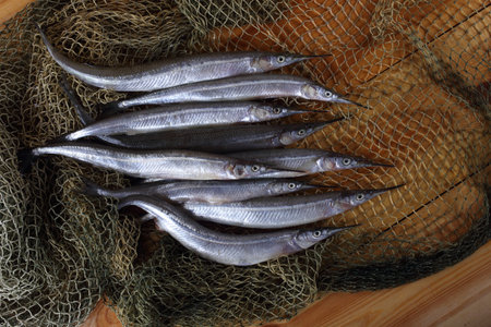 Garfish on net