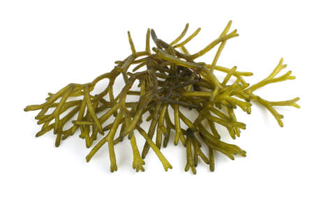 Algae isolated on whiteの写真素材