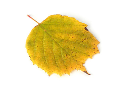 Autumn hazelnut leafの写真素材