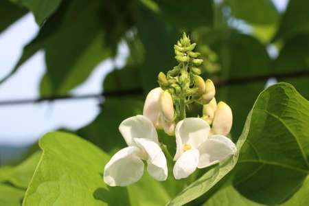 Kidney beans flowersの写真素材