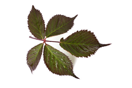 Autumn blackberry leaf