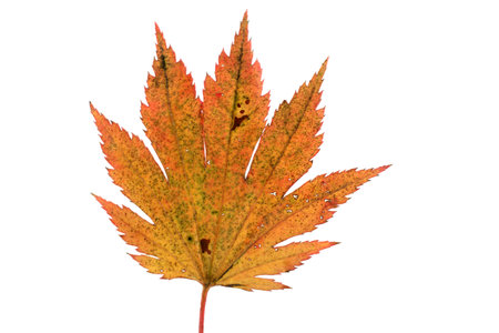 Autumn maple leaf