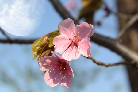 Sakura and moonの写真素材