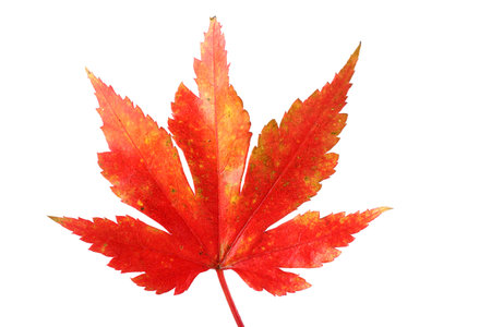 Autumn maple leaf