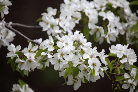 Pear blossom. Wild Far eastern pear