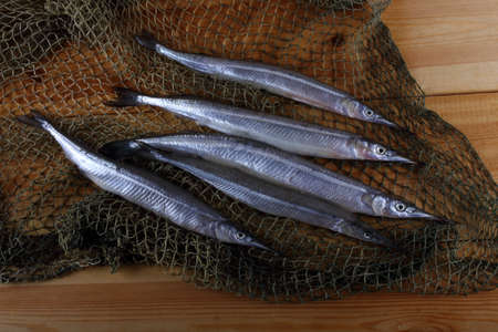 Garfish on netの写真素材