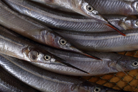 Garfish on net