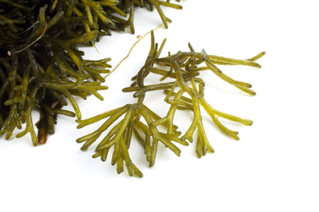Algae isolated on white