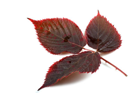 Autumn blackberry leaf