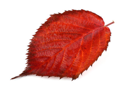 Autumn blackberry leafの写真素材