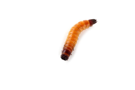 Wireworm isolated on white