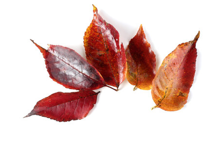 Autumn nut leaves