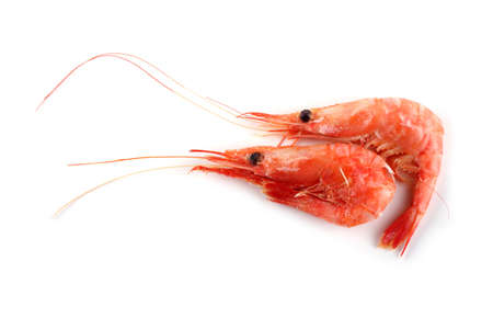 Shrimps isolated on whiteの写真素材
