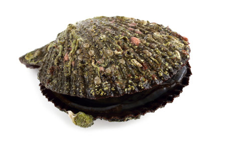 Scallop