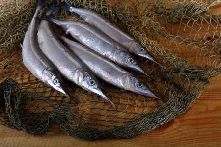 Garfish on netの写真素材