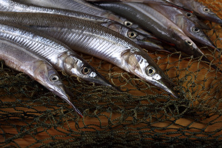 Garfish on net