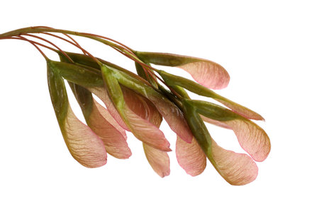 Ash-leaved maple (acer negundo) seedsの写真素材