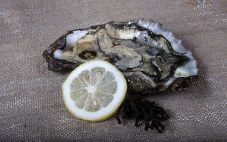Oysters on baggingの写真素材