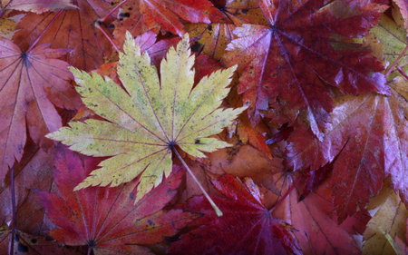Beautiful autumn leaves background