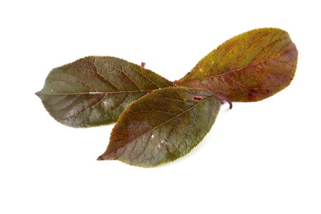 Autumn plum leaf