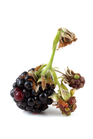 Blackberry isolated on whiteの写真素材
