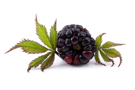 Blackberry isolated on whiteの写真素材
