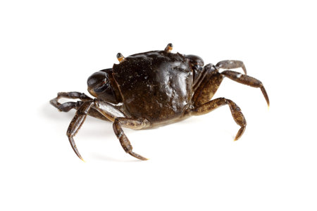 Little crab with big claws