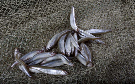 Fishing net with little fishesの写真素材