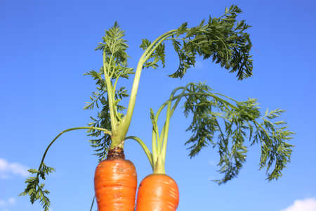Carrots and skyの写真素材