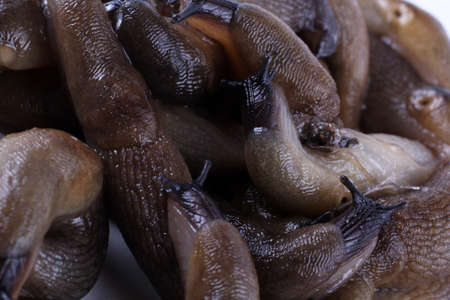 Slugs background. Macroの写真素材