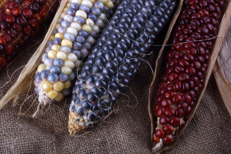 Colorful corn on bagging. Country style. Harvestの写真素材