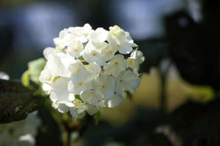 Buldenezh blossom. White flowersの写真素材