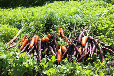 Carrots and unusual violet carrots harvestの写真素材